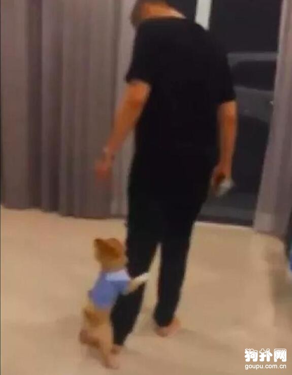 主人不帶狗狗出門散步狗狗就賴地撒嬌，真是磨人的小妖精