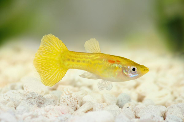 孔雀魚多久繁殖一次