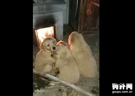 五只狗狗擠在土灶下烤火，看著好危險啊，大家覺得呢？