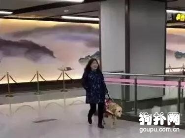 導盲犬帶主人乘坐地鐵，竟走向了逆行電梯………