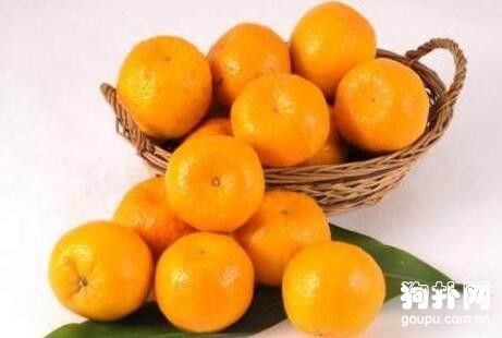 狗狗可以吃的水果有哪些？