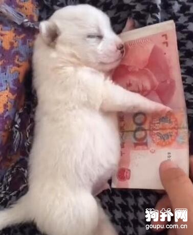 小奶狗緊抱鈔票不放，主人要哭了