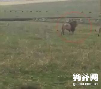 獅子被狗嚇到一臉懵逼，狗子：這威武事跡夠吹一輩子了