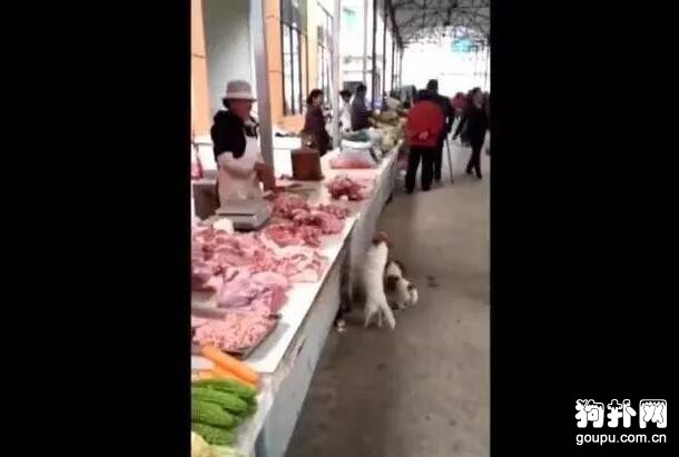 賣豬肉的阿姨給流浪狗丟了一塊肉，此后它們每天都來，虧大了！