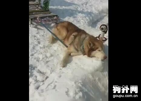 <a href=/zhonglei/gou/ target=_blank class=infotextkey>狗</a>狗圣誕節拉客賺錢，累趴在雪地上，主人被罵了！