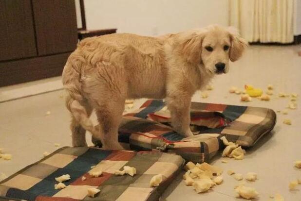佛系養狗何嘗不是一場人生的修行，你能忍到哪種程度？