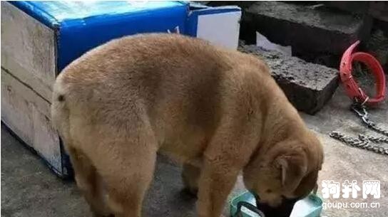 收養的一只流浪狗，因為沒有尾巴，奶奶嚇得說：天黑前必須扔掉!