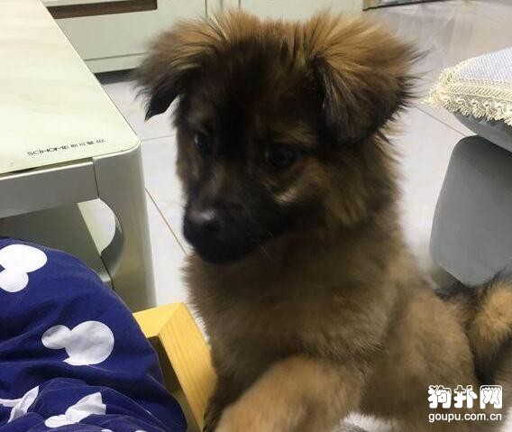 施舍了一頓飯，小狗就堅持送我上下班，果斷收養了！