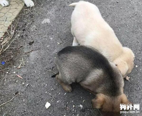 小奶狗被遺棄垃圾桶，遇好心小哥哥救助，愛狗的人還是很多