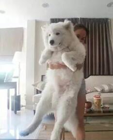 佛系養狗何嘗不是一場人生的修行，你能忍到哪種程度？
