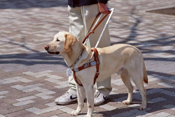 導盲犬是什么狗