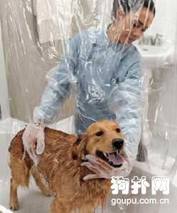 讓狗主人贊嘆不已的十大狗狗商品