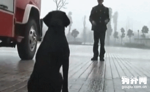 警犬想給自己的兄弟送行，卻被要求原地坐下，不舍之情感動眾人
