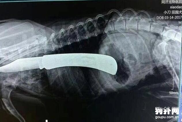 居然對流浪狗做出這種事兒，真不是人!