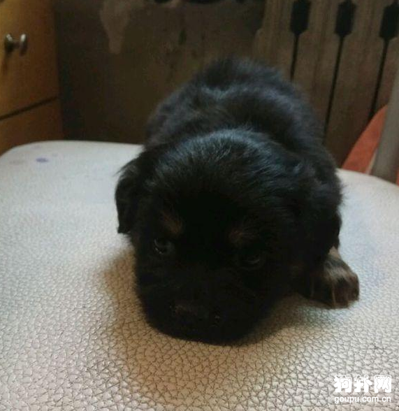 狗狗想扔就扔的嘛？太氣憤了