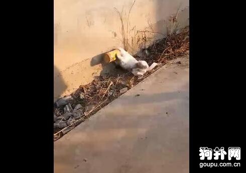 狗狗太能作，頭被卡進罐子里出不來，急瘋了