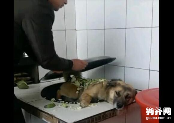 主人把狗狗丟進大鐵鍋，是燉還是煮？這是個問題
