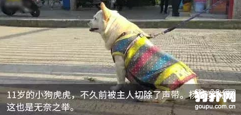鄰居嫌狗狗太吵，主人竟切除狗狗聲帶，網友直呼太殘忍
