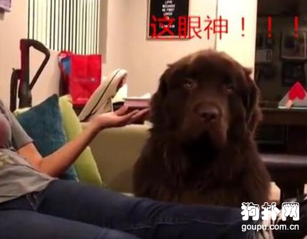 狗狗和主人生氣冷戰，全程冷漠臉，一個道歉就讓它立馬破功