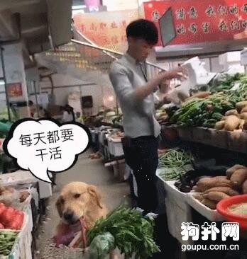 主人買菜，讓狗狗提菜籃，不怕給它累壞嗎