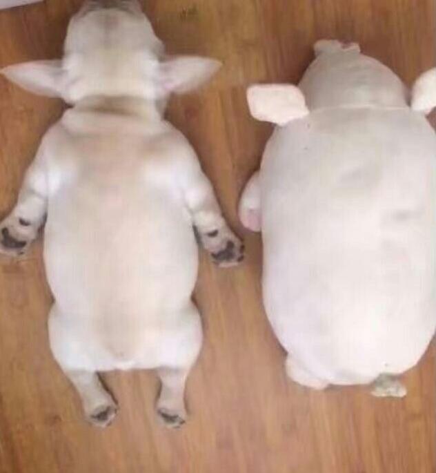 愛睡覺的狗狗，運氣都不會太差!