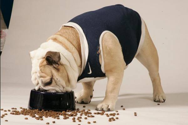 幼犬可以吃成犬狗糧嗎