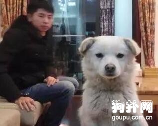 這么冷的夜晚，流浪狗緊跟交警不走！