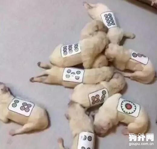 狗狗產下九胞胎，為區分它們，主人想出了一個絕妙的方法