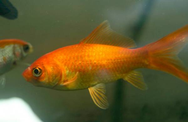 公魚和母魚的區別