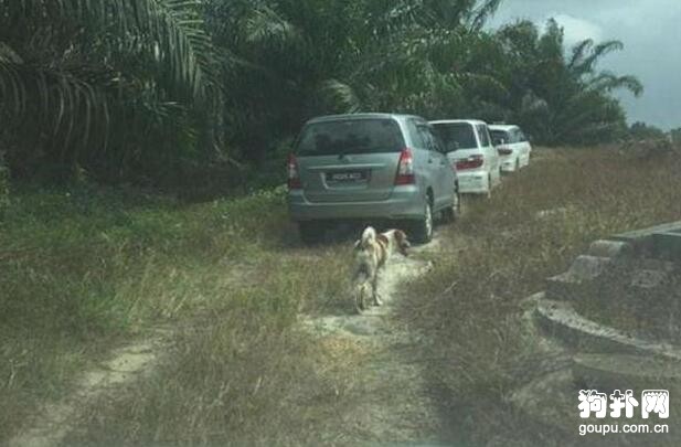 為送主人最后一程，忠犬緊追送葬車隊，奔跑數里累倒墓前
