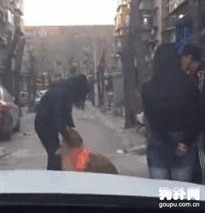 妹子居然找到了失蹤五年的愛犬，真是奇跡呀！
