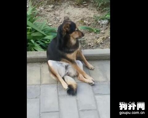 大<a href=/zhonglei/gou/ target=_blank class=infotextkey>狗</a>告白遭拒絕，癱坐路邊不肯回家，主人頭都大了