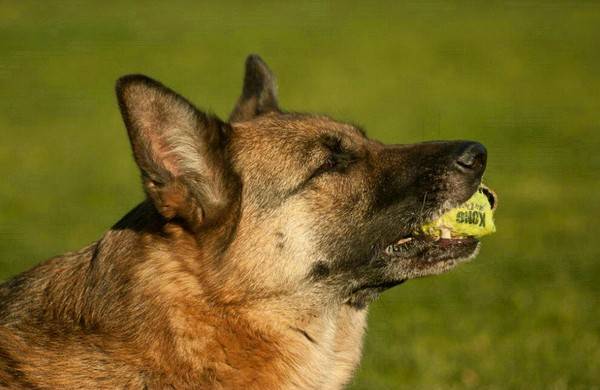 狗狗多大可以吃成犬糧