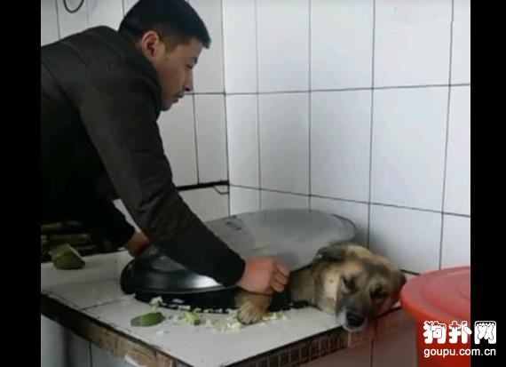 主人把狗狗丟進大鐵鍋，是燉還是煮？這是個問題