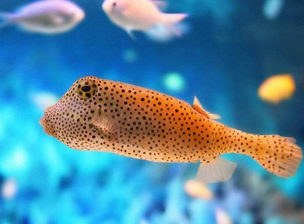 養幾條魚好