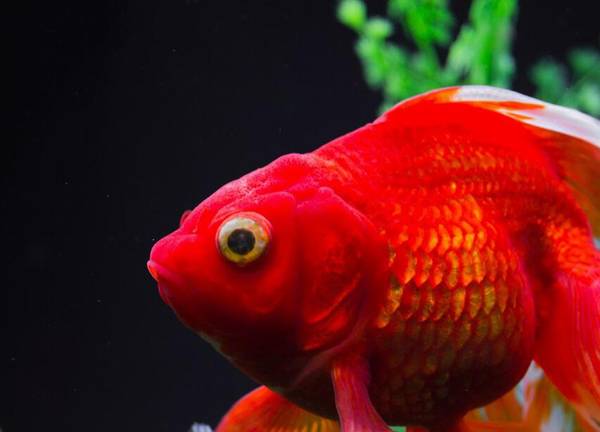 一年四季不用加熱的魚