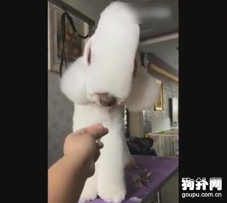 給狗狗換了個新發型，結果誰都不認識，網友：這是狗嗎？