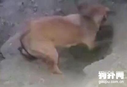 小狗被人活埋，母狗慘叫著瘋狂刨土，5只死了3只！