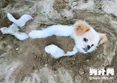 狗狗異食癖的毛病怎么解決？