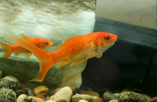金魚怎么喂食才合理