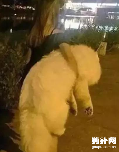 狗狗耍賴不起，看看大神們都是怎么做的