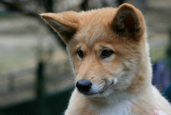 狗狗毛發干燥怎么辦