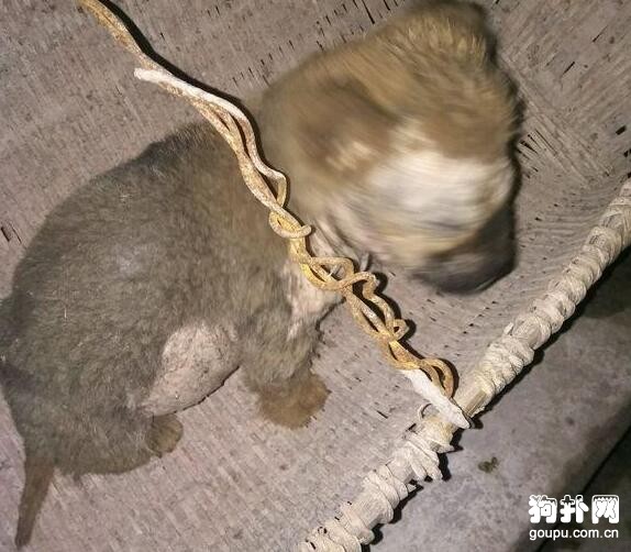 半夜撿了只流浪狗，睡醒才發現它有皮膚病，好糾結