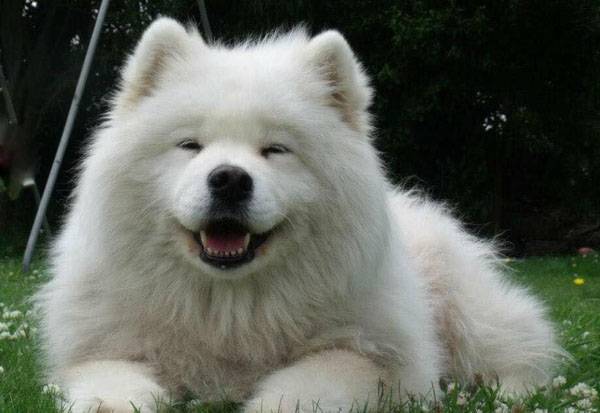 狗狗拉蟲子是怎么回事