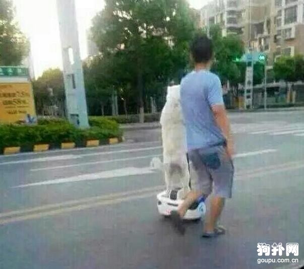 讓狗狗獨自騎平衡車？真是活久見啊