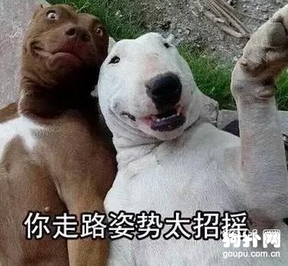 被狗咬三次，還是同一只，不是倒霉就是傻！！