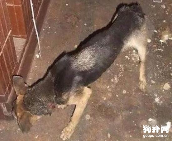 狗狗不堪忍受被拘禁，為了自由和尊嚴跳下高樓后得償所愿