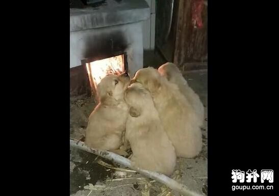 五只狗狗擠在土灶下烤火，看著好危險啊，大家覺得呢？