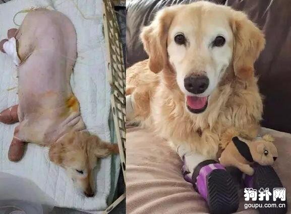 狗狗差點被安樂死，截肢保命后，活成了人們的偶像