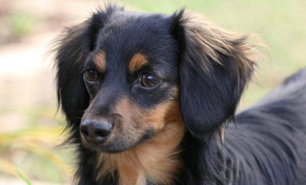 犬瘟狗狗咳嗽吃什么藥好